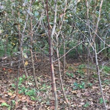 红富士苹果树苗150cm以上