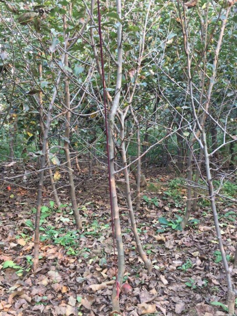 红富士苹果树苗150cm以上