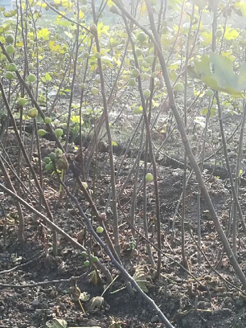 无花果树