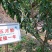 五月脆(早熟一点红)李子苗1年苗60cm技术指导