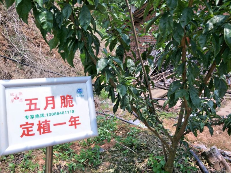 五月脆（早熟一点红）李子苗1年苗60cm技术指导