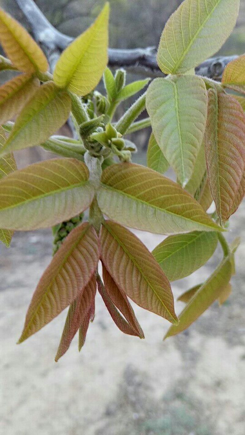 野生核桃25~35mm去皮干