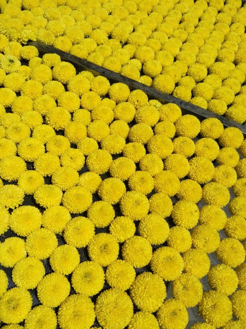 菊花茶一级