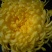 菊花茶一级