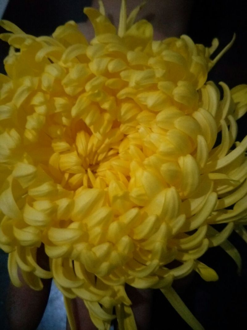 菊花茶一级