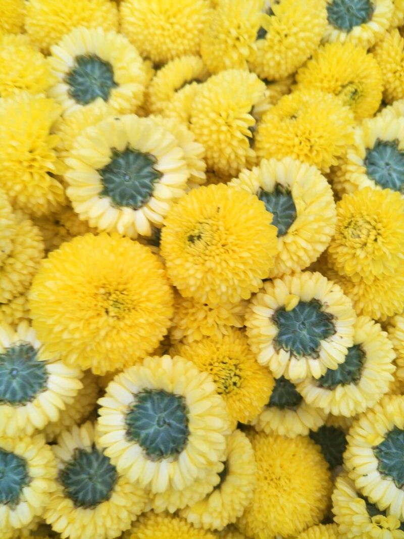 菊花茶一级