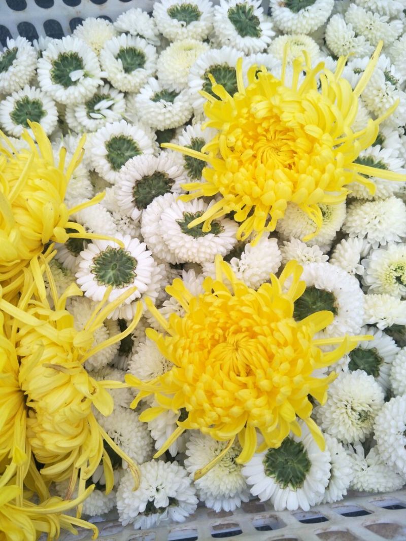 菊花茶一级