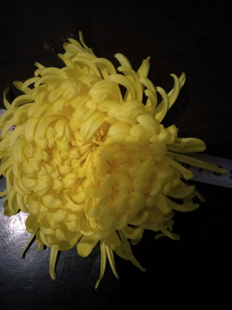 菊花茶一级