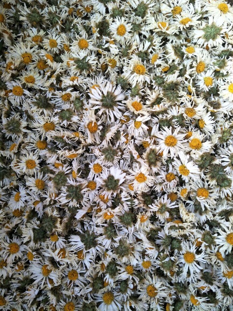 菊花茶一级