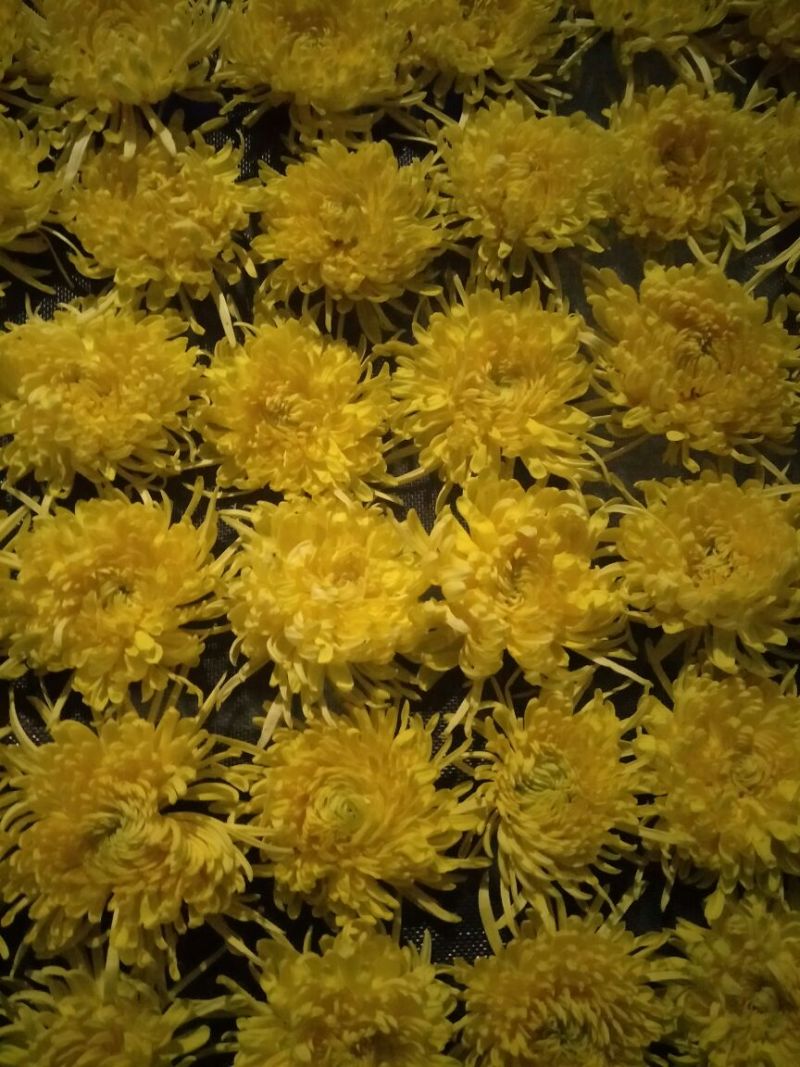 菊花茶一级