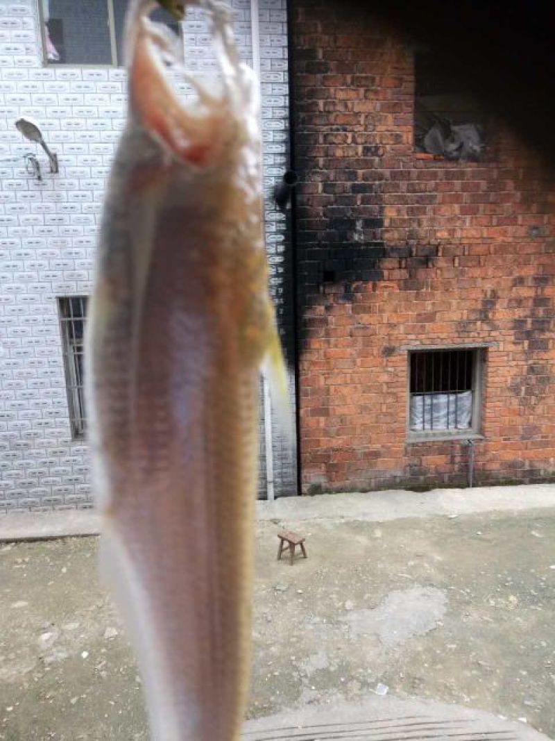 刀鱼食用冰鲜鱼