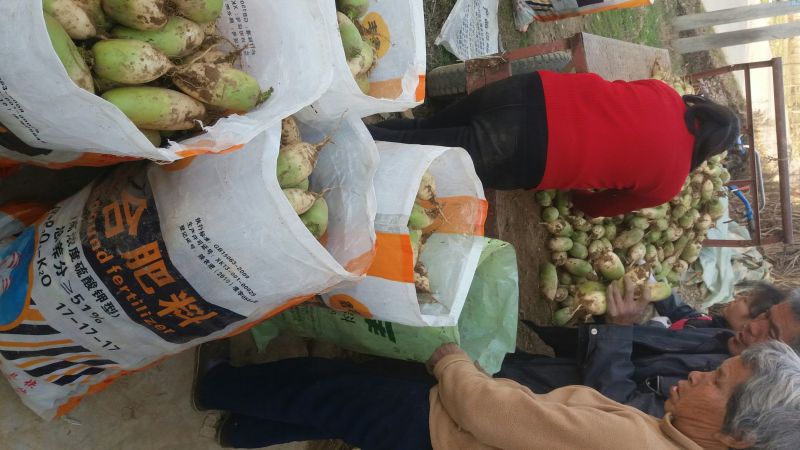 青萝卜露头青种植基地货量充足口感好水份足欢迎来电