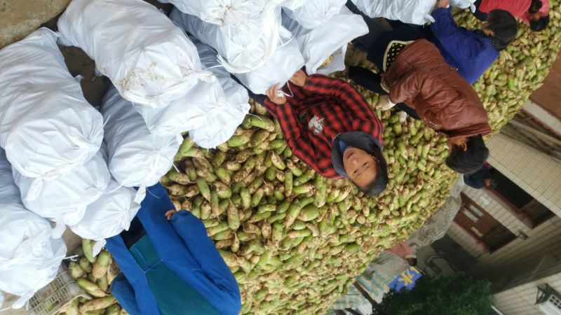 青萝卜露头青种植基地货量充足口感好水份足欢迎来电