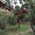甘肃天水正宗蛇果树苗花牛苹果树苗90~100cm