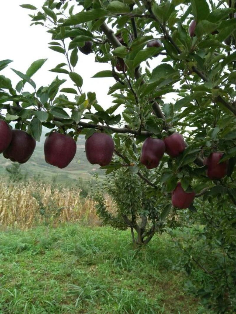 甘肃天水正宗蛇果树苗花牛苹果树苗90~100cm