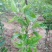 甘肃天水正宗蛇果树苗花牛苹果树苗90~100cm