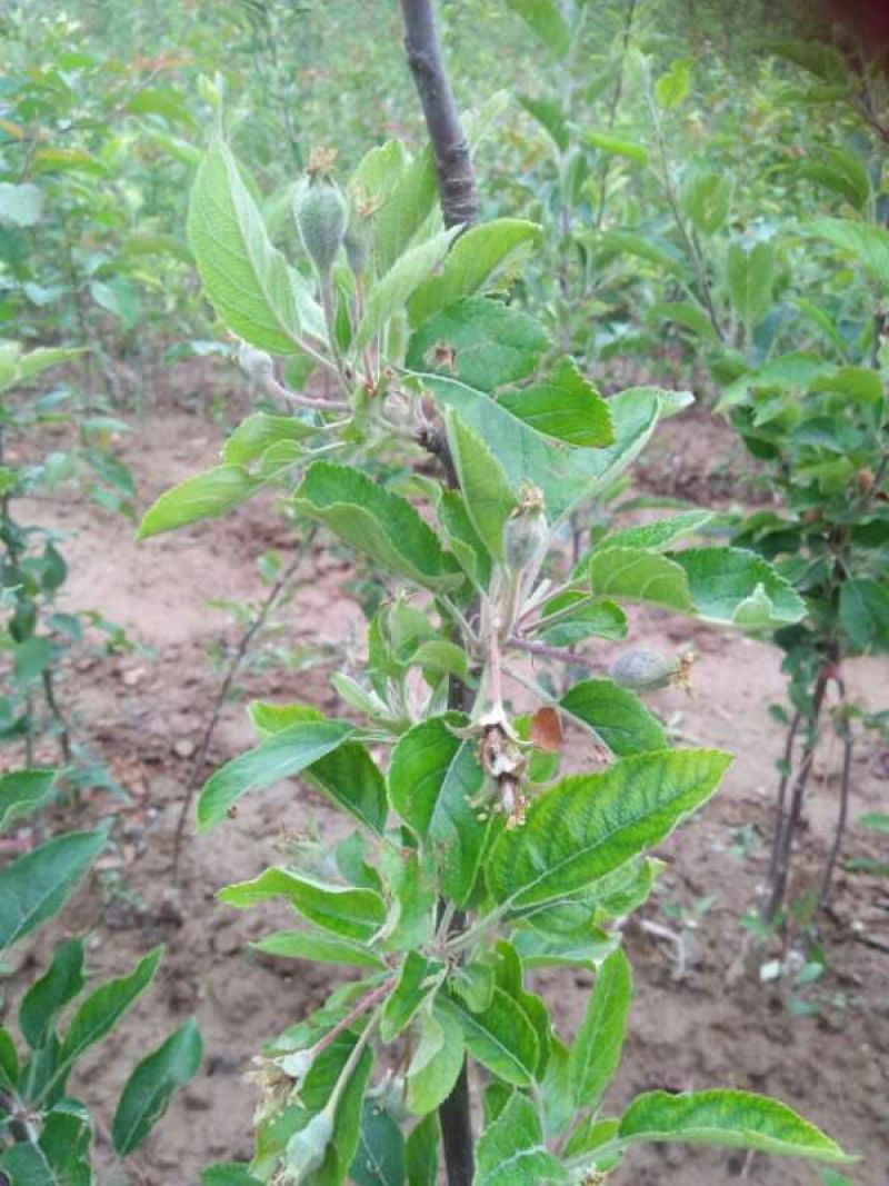 甘肃天水正宗蛇果树苗花牛苹果树苗90~100cm