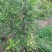 甘肃天水正宗蛇果树苗花牛苹果树苗90~100cm