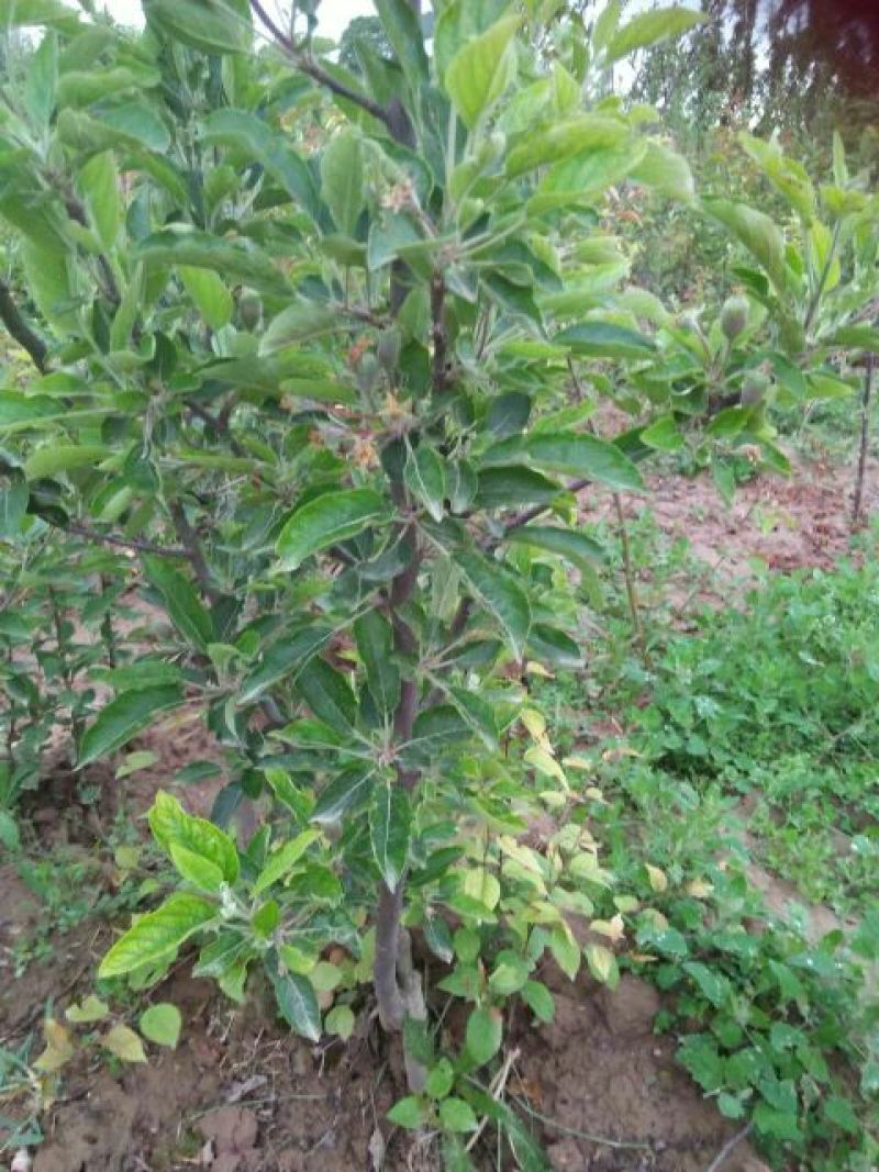甘肃天水正宗蛇果树苗花牛苹果树苗90~100cm