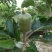 甘肃天水正宗蛇果树苗花牛苹果树苗90~100cm