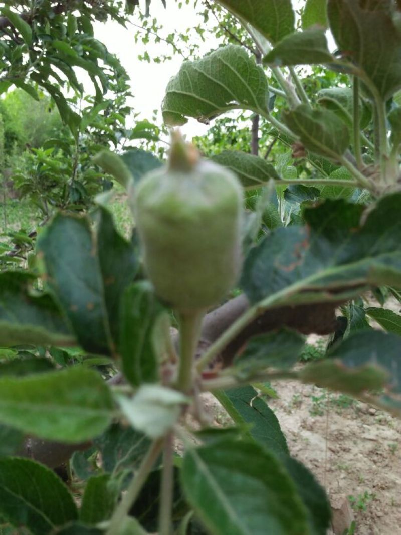 甘肃天水正宗蛇果树苗花牛苹果树苗90~100cm