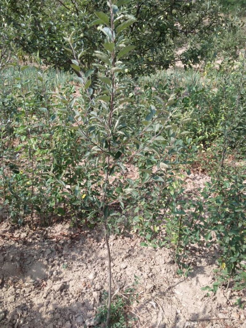 甘肃天水正宗蛇果树苗花牛苹果树苗90~100cm