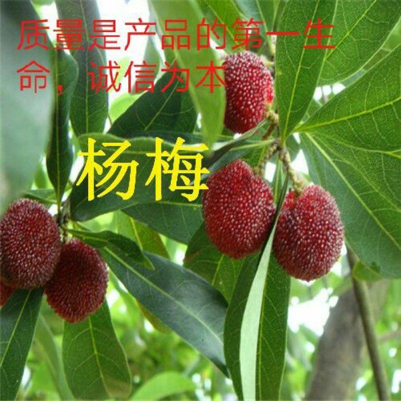 杨梅苗杨梅树苗