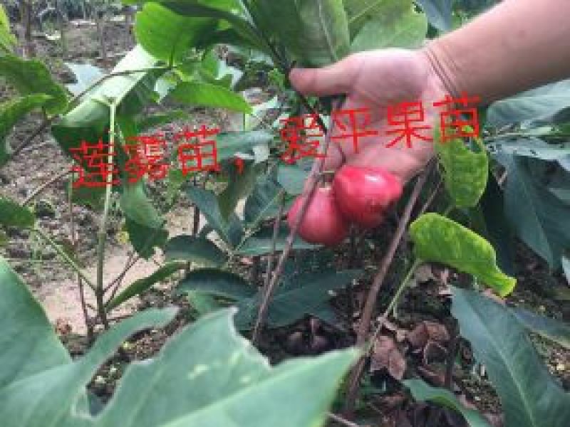 莲雾种苗大叶红莲雾