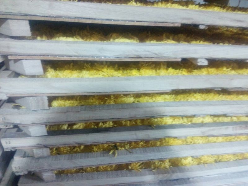 金丝皇菊茶特级
