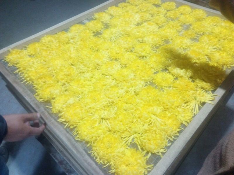 金丝皇菊茶特级