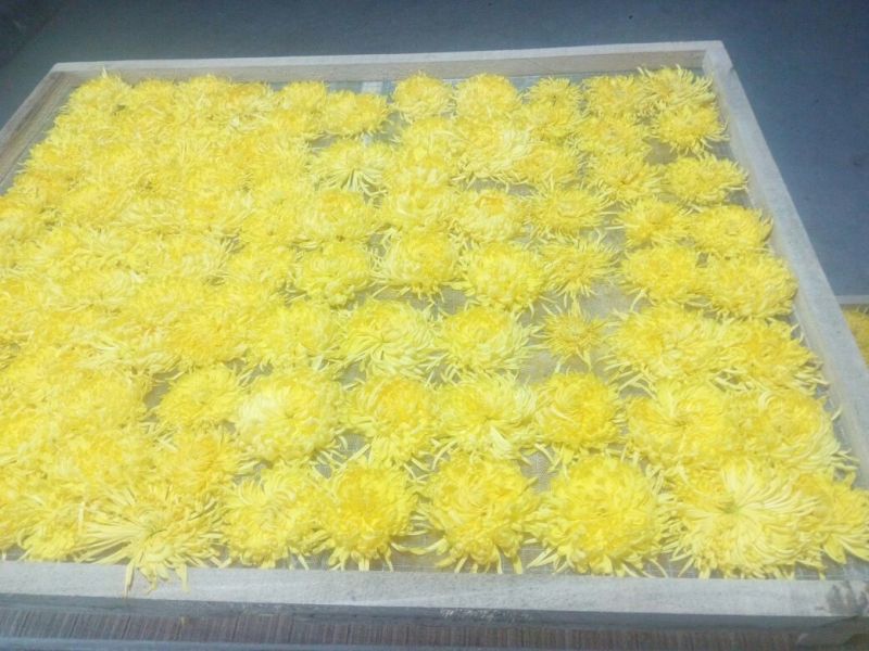 金丝皇菊茶特级