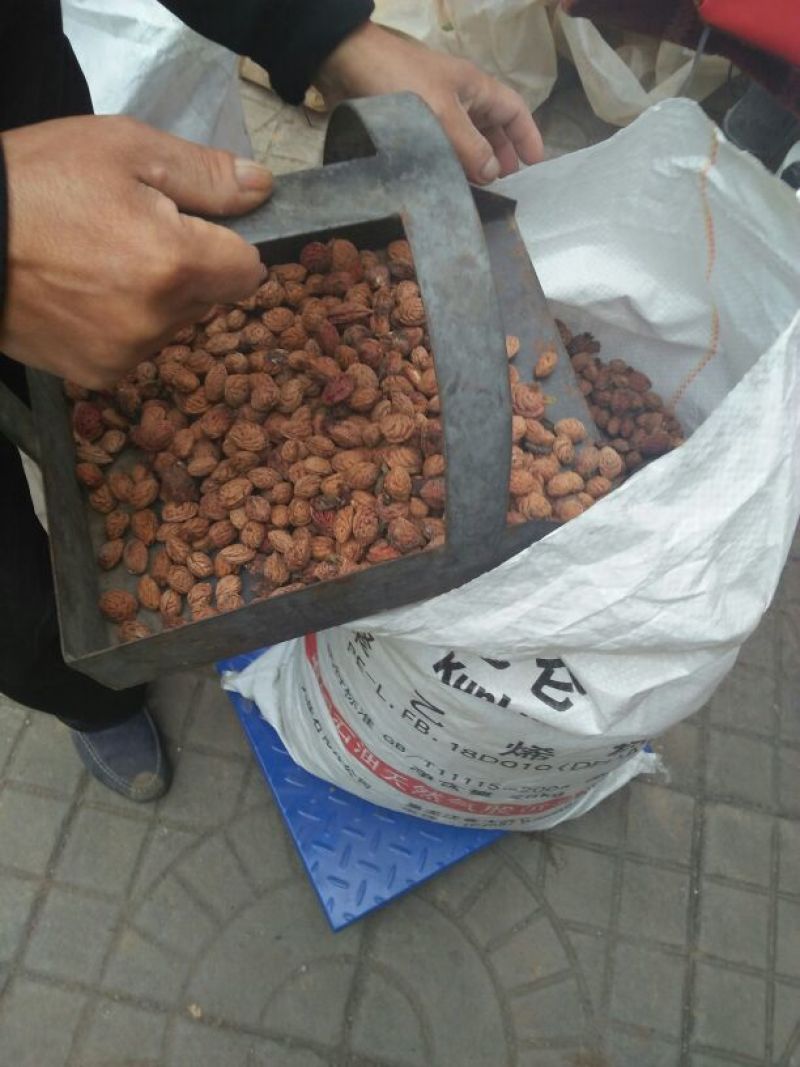 【推荐】桃核,毛桃桃核,育苗中药材，欢迎咨询