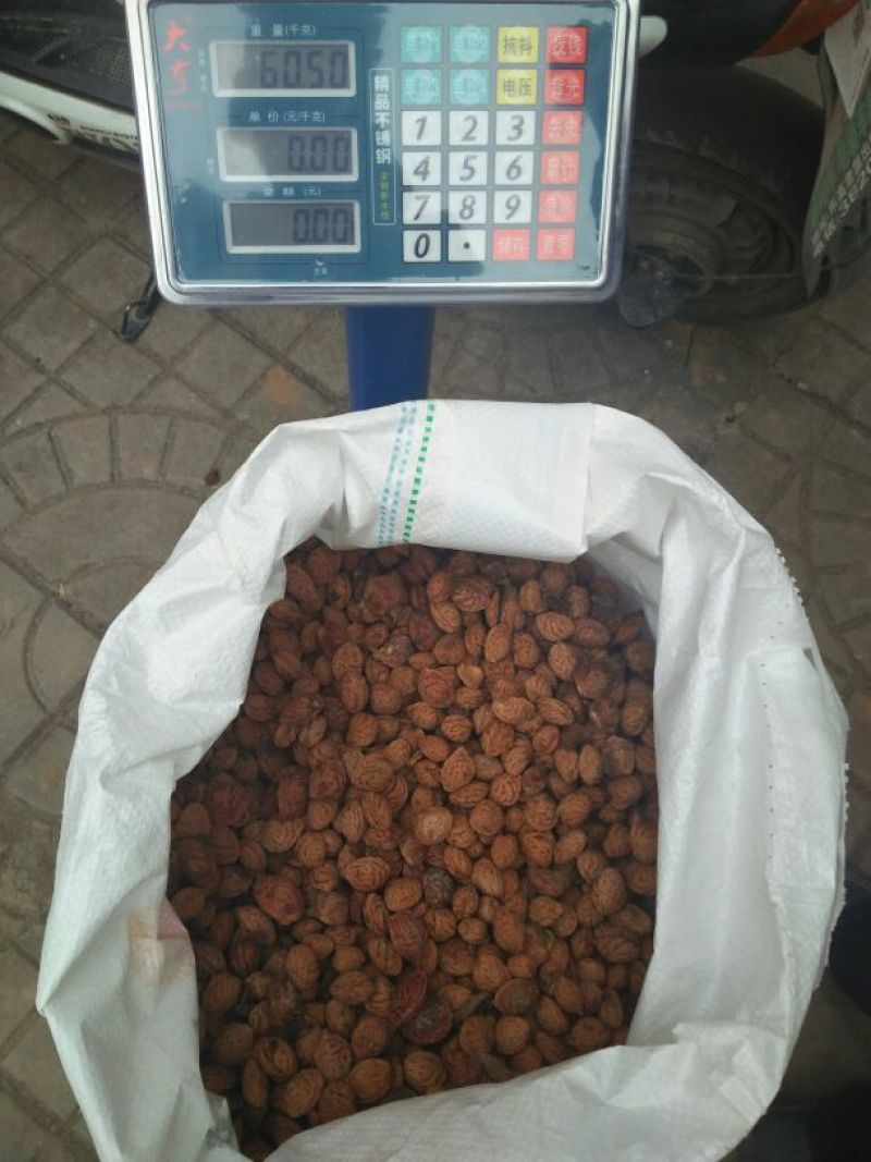 【推荐】桃核,毛桃桃核,育苗中药材，欢迎咨询