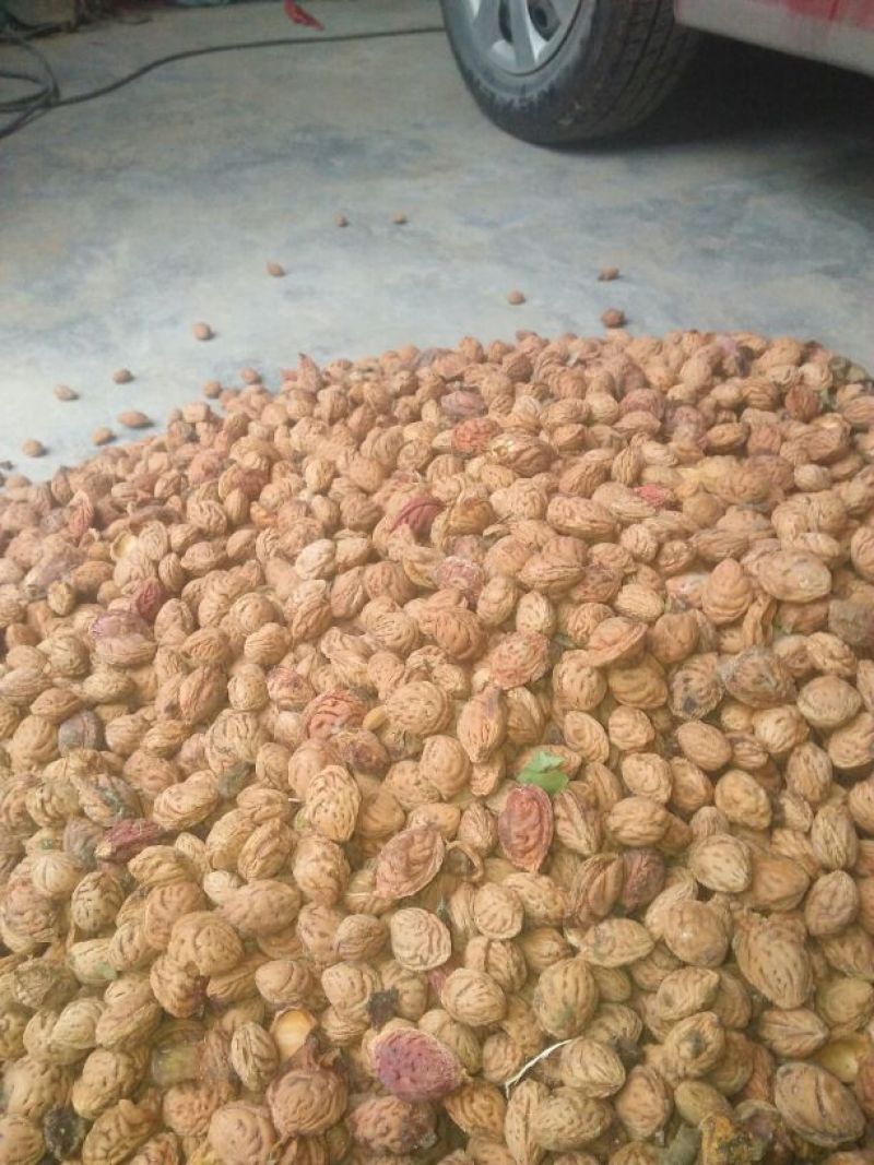 【推荐】桃核,毛桃桃核,育苗中药材，欢迎咨询