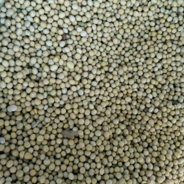 黄黄豆中等
