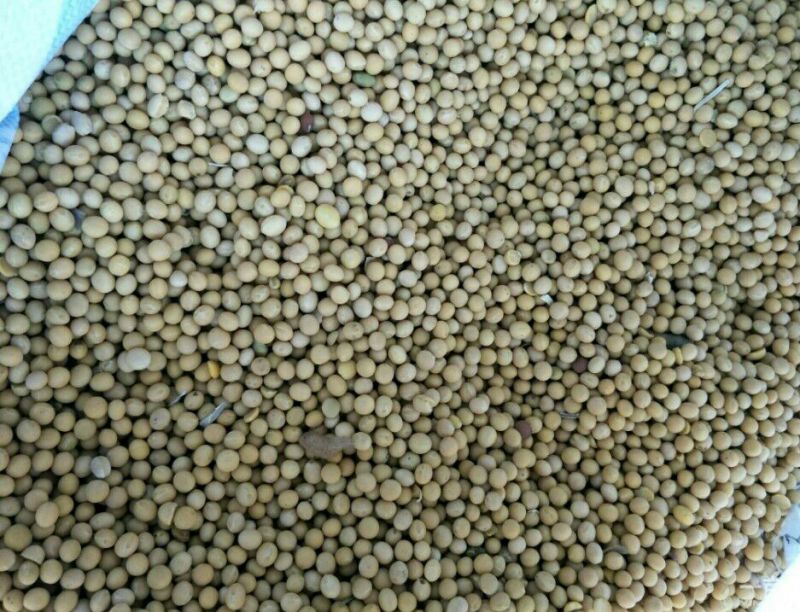 黄黄豆中等
