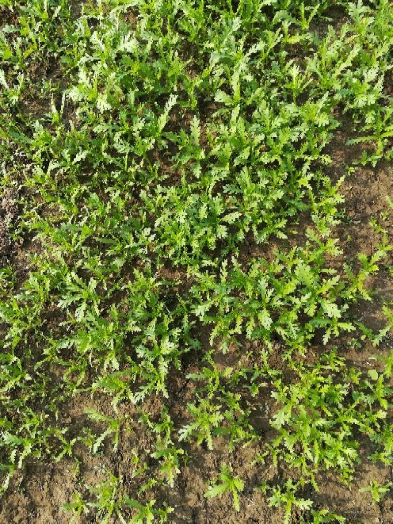 茼蒿5~10cm