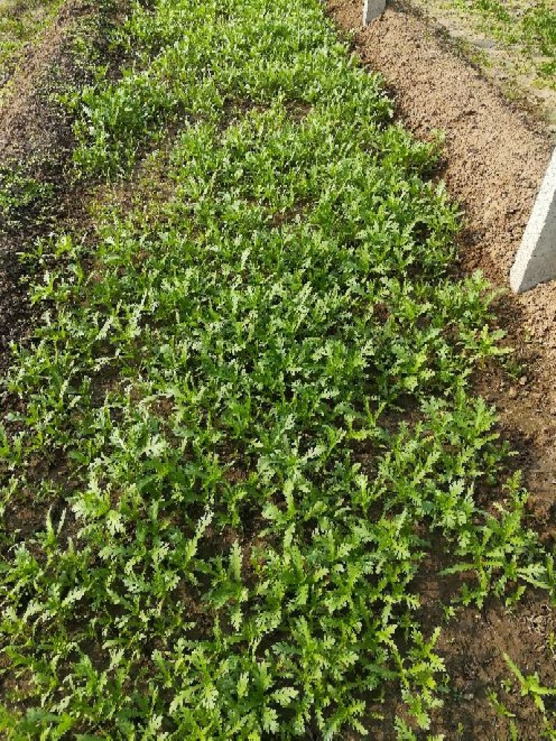 茼蒿5~10cm