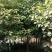 香樟14~16cm8~10cm2.5~3米