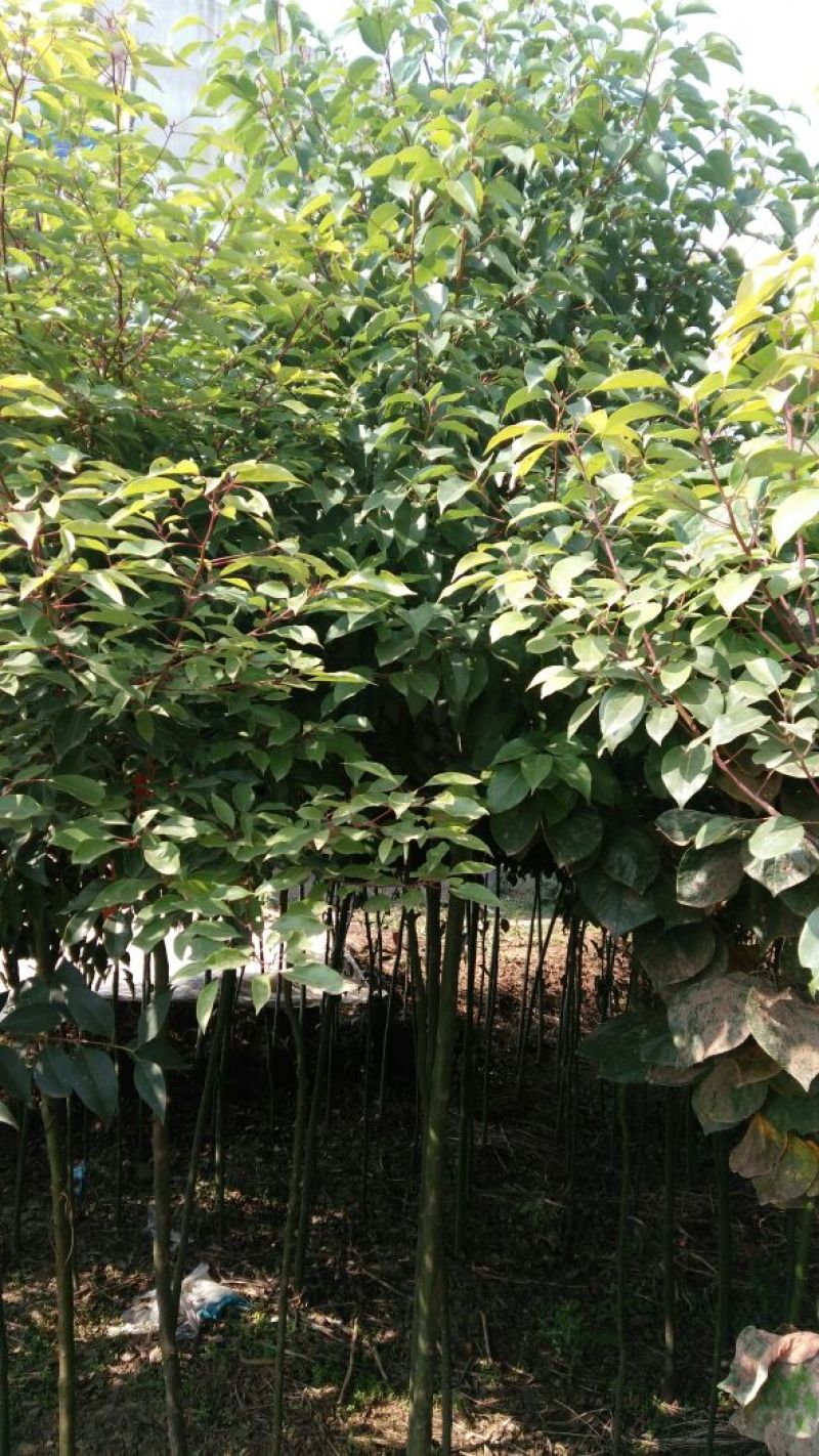 香樟14~16cm8~10cm2.5~3米