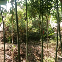 香樟14~16cm8~10cm2.5~3米