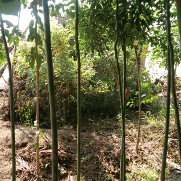 香樟14~16cm8~10cm2.5~3米