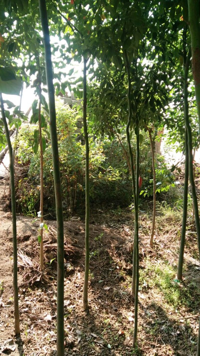 香樟14~16cm8~10cm2.5~3米