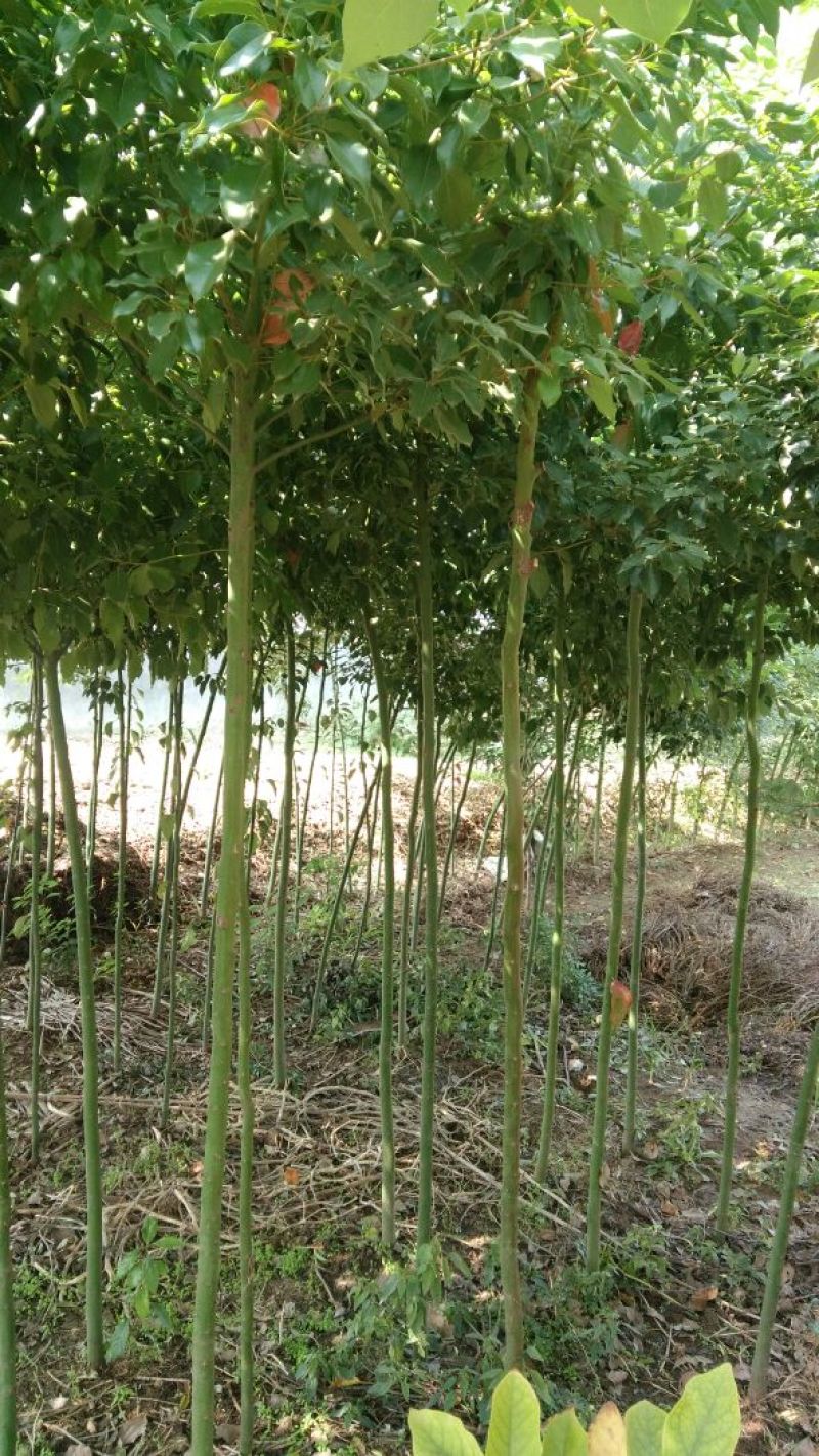 香樟14~16cm8~10cm2.5~3米