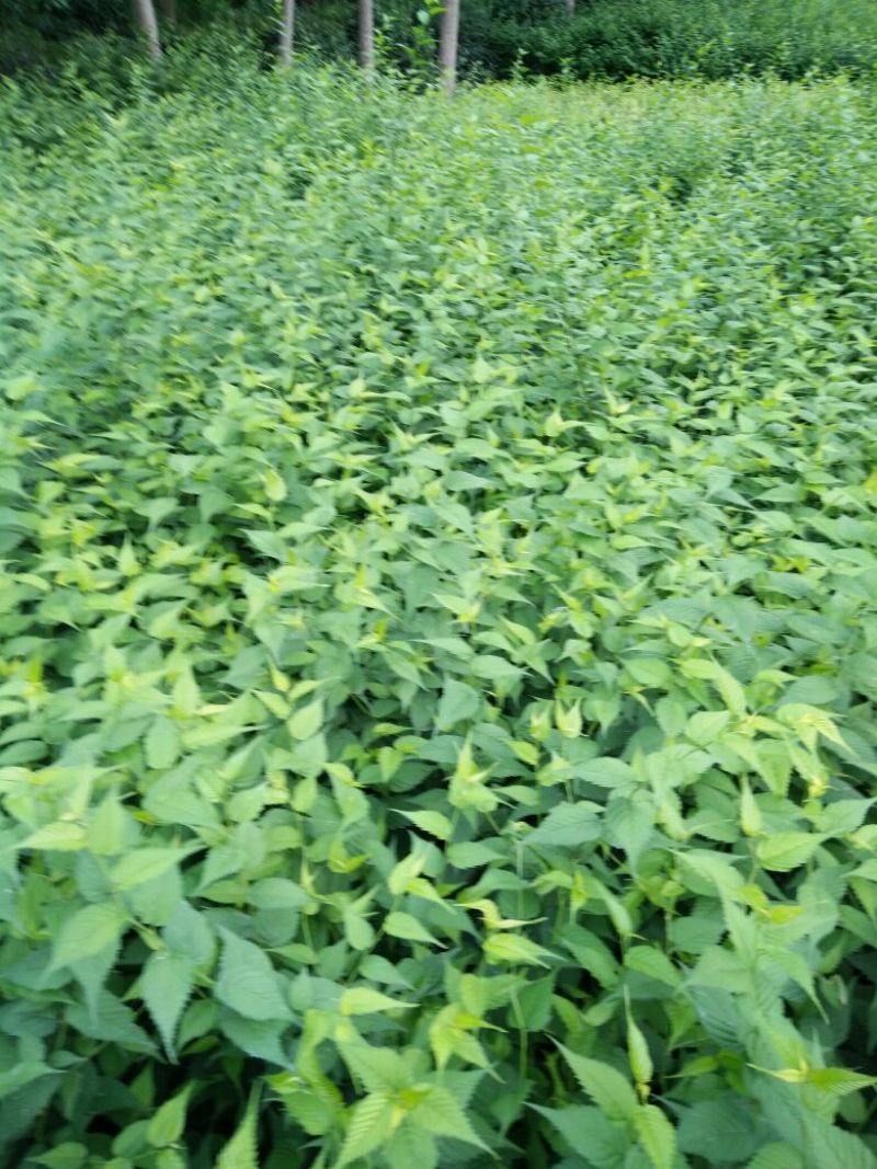黄棣棠30~50cm