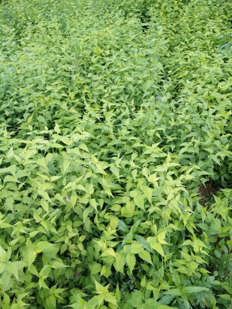 黄棣棠30~50cm