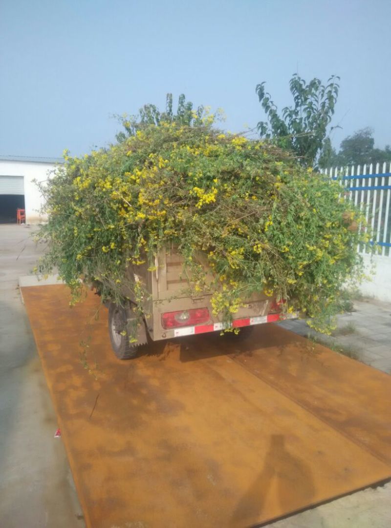 野菊花散装