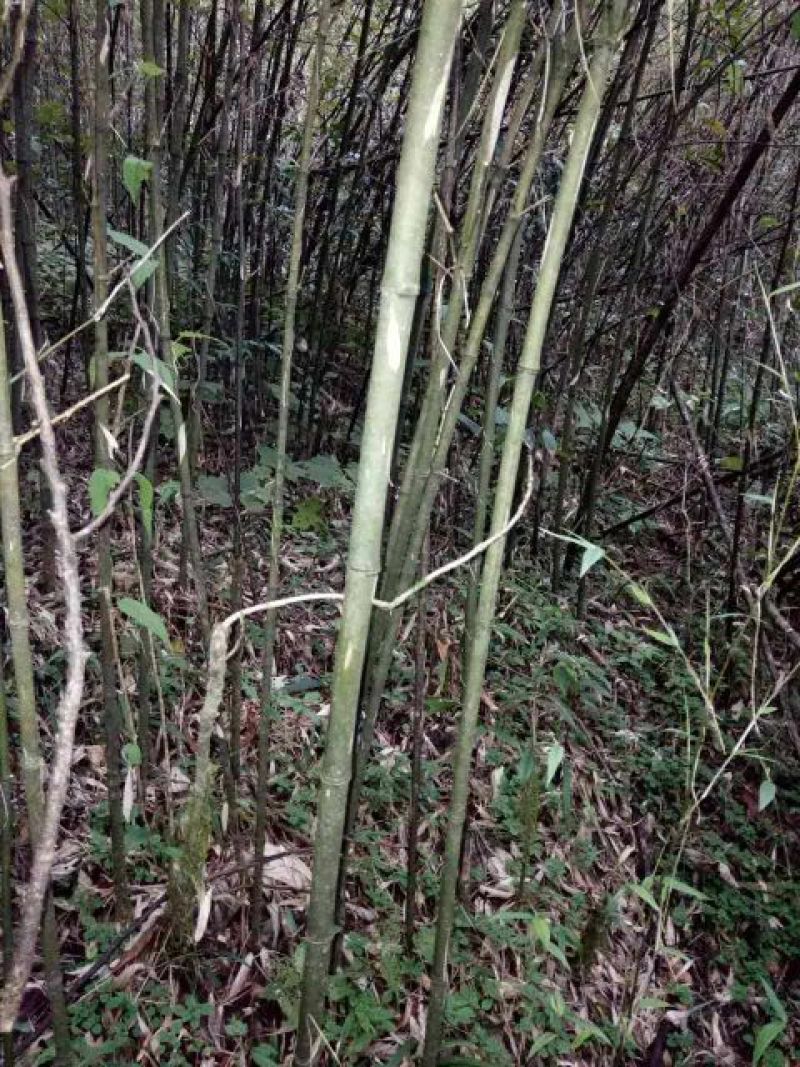 绿竹