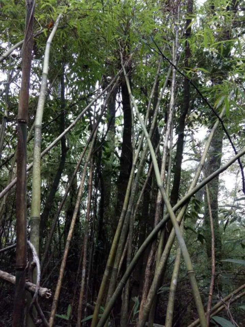 绿竹