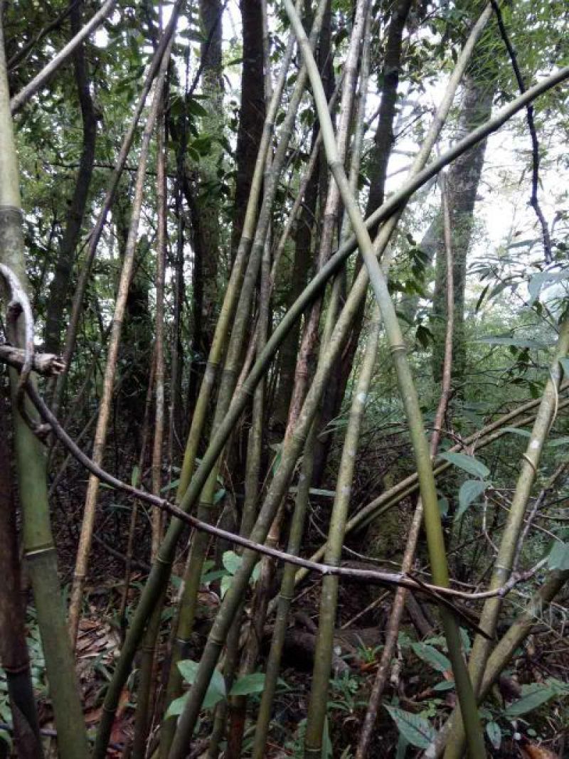 绿竹